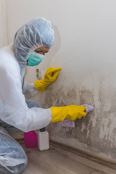 Best Environmental Consulting for Mold Prevention  in South Haven, IN