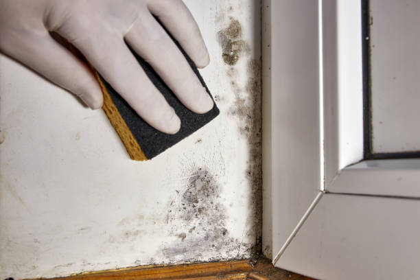 Best Commercial Mold Inspection  in South Haven, IN